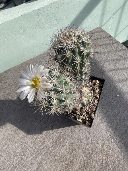 Echinomastus warnockii
